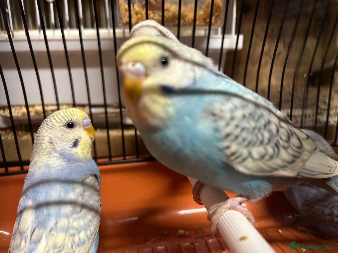 Budgerigars birds for sale: Budgies for sale, all in good health - Advert 11