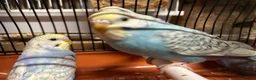 Budgerigars birds for sale: Budgies for sale, all in good health - Advert 15