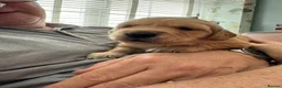 Golden Retriever dogs for sale: Golden Retriever puppies - Advert 19
