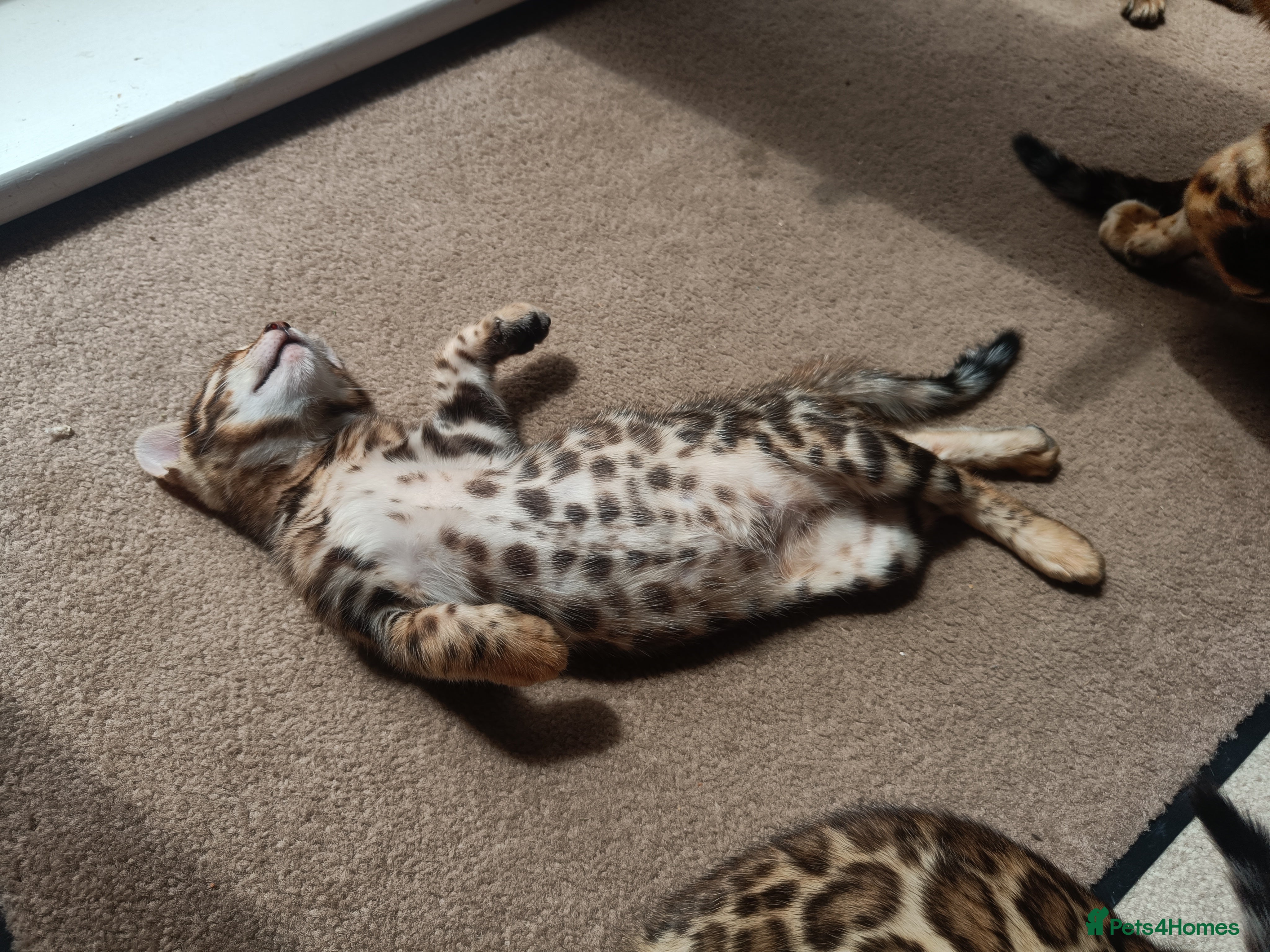 Bengal cats Absolutely beautiful pedigree bengal kittens - Advert 2
