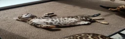 Bengal cats for sale: Cuddly and beautiful pedigree bengal kittens - Advert 36