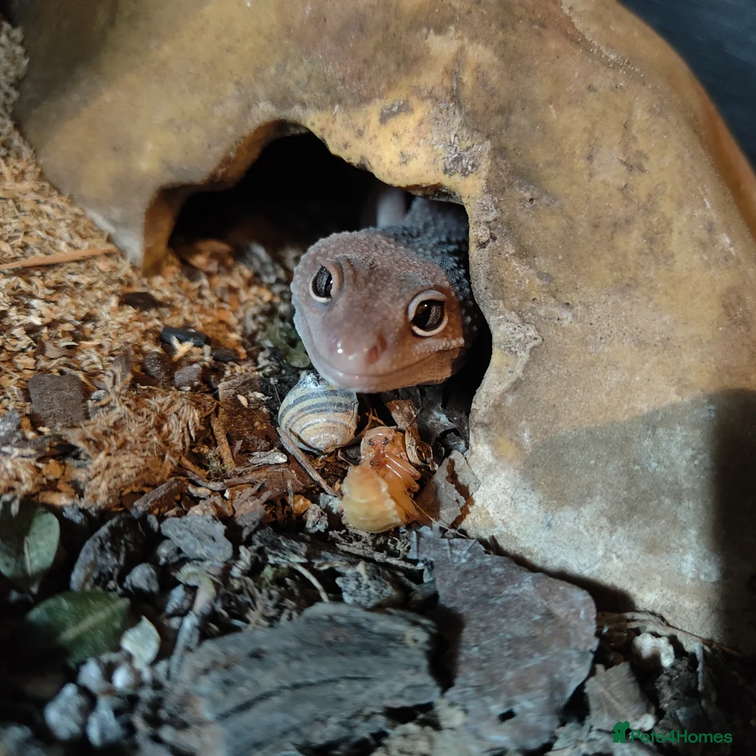 Leopard Gecko reptiles for sale: 🦎 Leopard Gecko in London - Advert 2