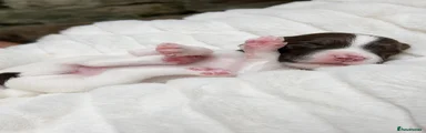 English Springer Spaniel 4