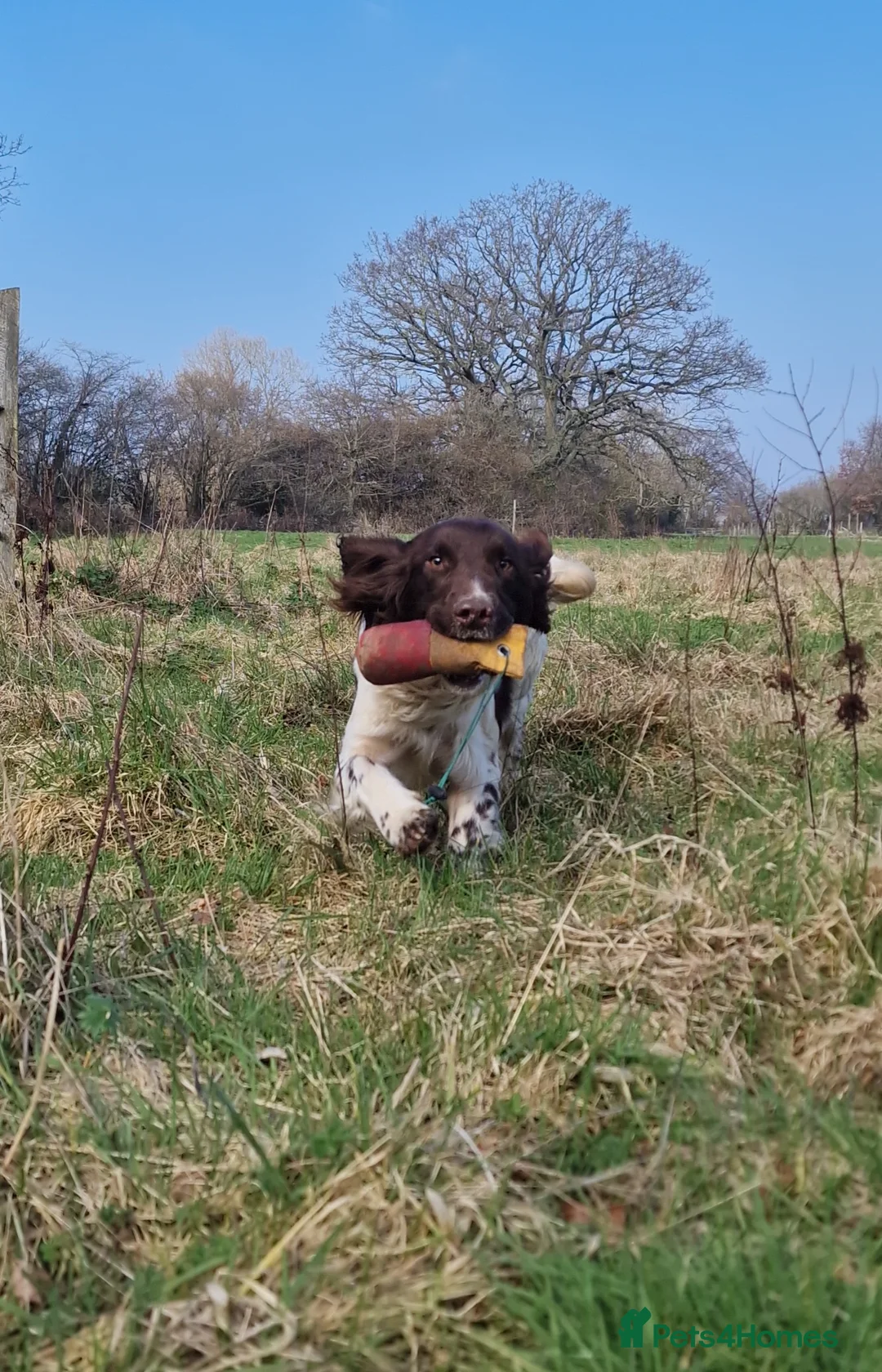 English Springer Spaniel dogs for stud: Fully Health Tested Exceptionally bred ESS Stud in Rye - Advert 8