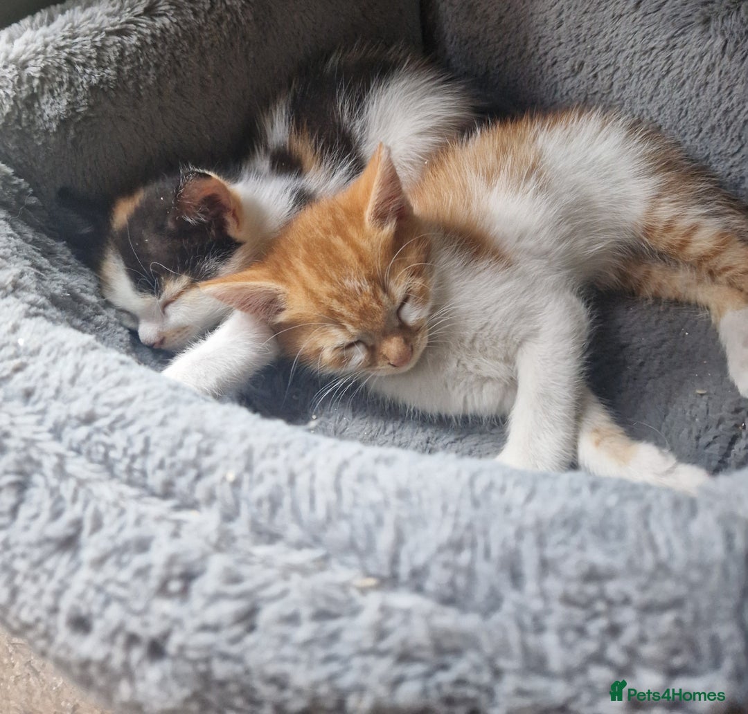 Mixed Breed cats for sale: Siberian cross ready to go!!! - Image 8
