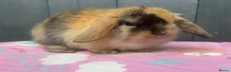 Mini Lop rabbits for sale: Pure bred pedigreed baby mini lops  - Advert 31