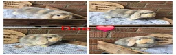 Mini Lop rabbits for sale: Gorgeous pure breed mini lops  - Advert 3
