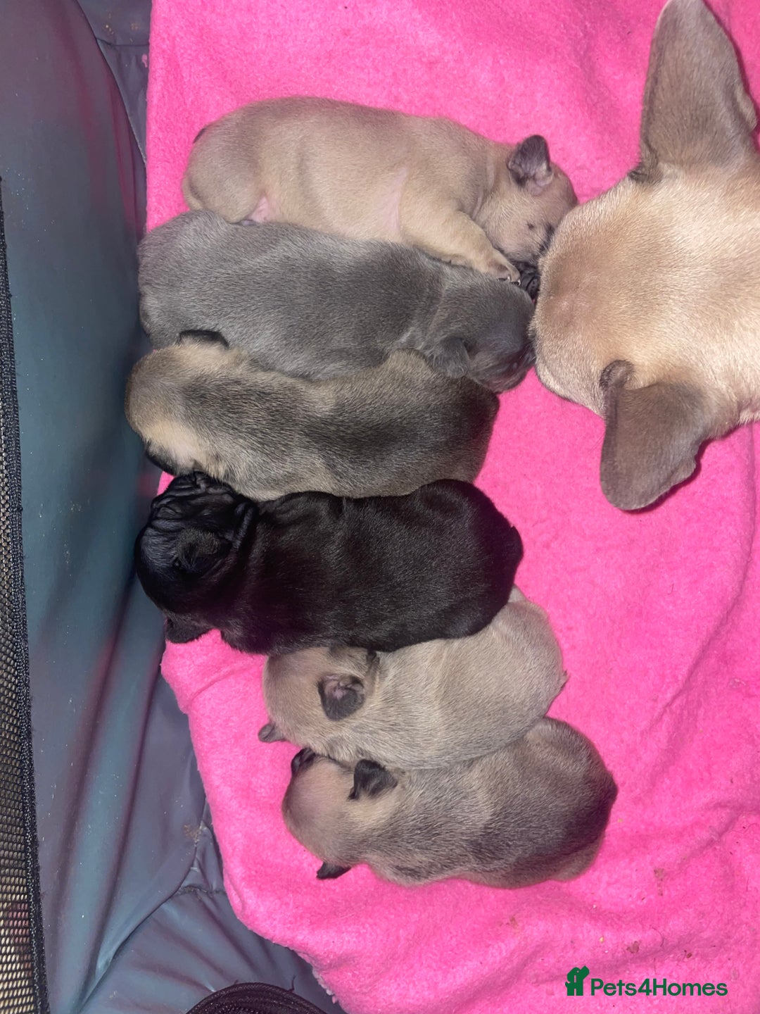 French Bulldog dogs for sale: French Bulldog Puppies - Advert 16