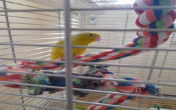 Finches birds for sale: Budgie and finch - Image 9