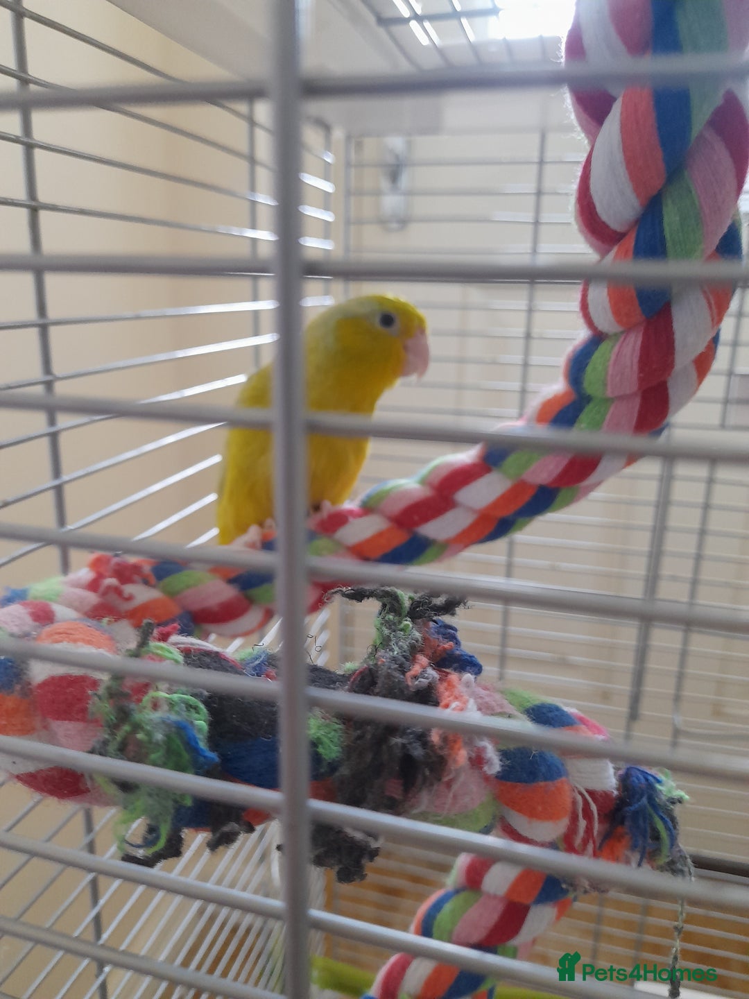 Finches birds for sale: Budgie and finch - Image 9