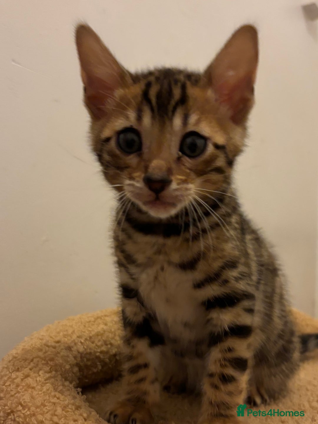 Bengal cats for sale: Snow and Brown boy TICA bengal kittens  - Image 29