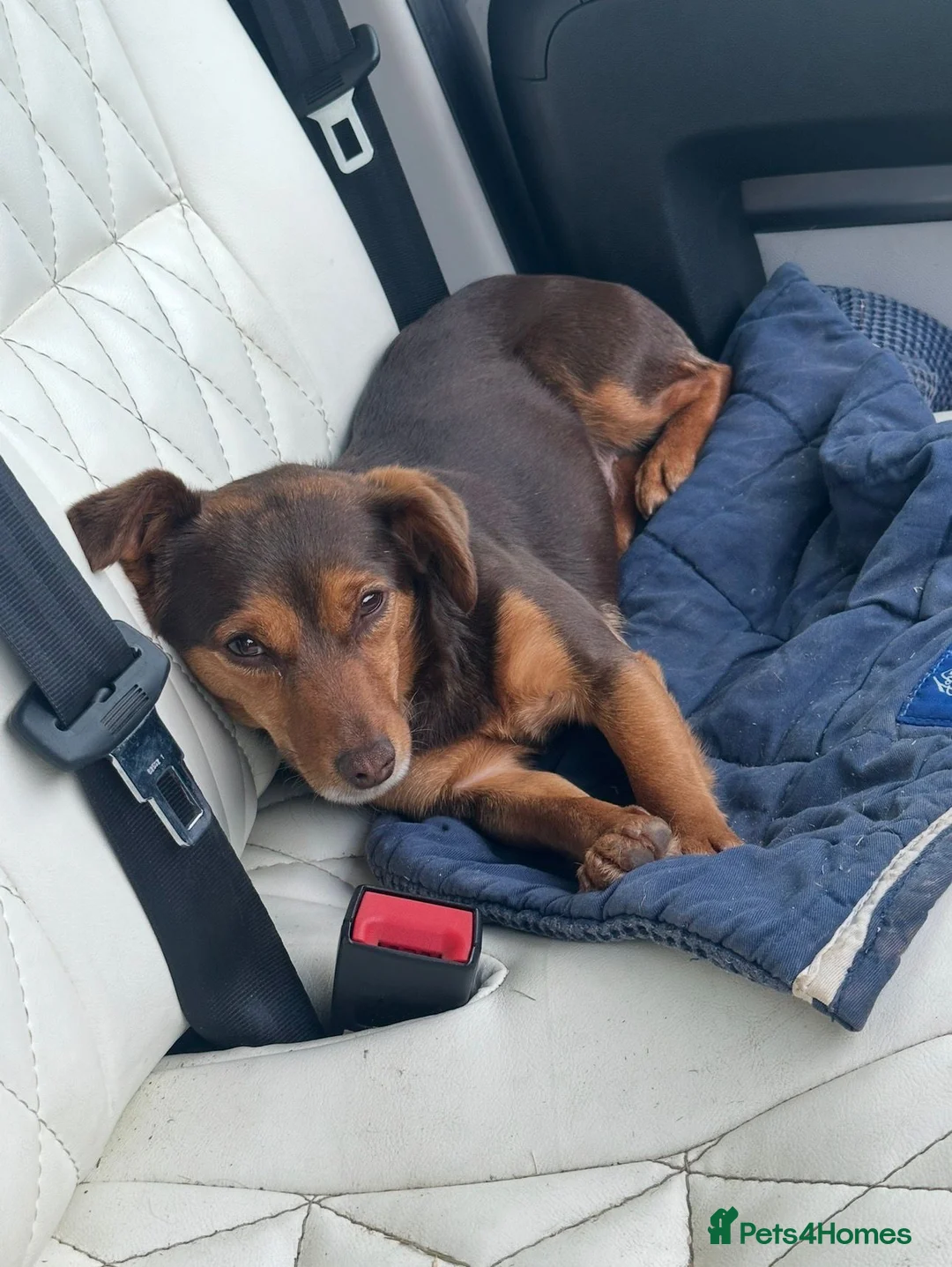 Norfolk Terrier dogs for sale: Awaiting beautiful norjacks  - Advert 5