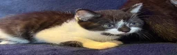 Mixed Breed cats for sale: Beautiful Black and White Kittens - Advert 3