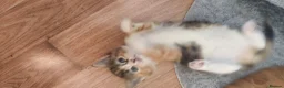 Mixed Breed cats for sale: Four beautiful kittens  - Advert 8