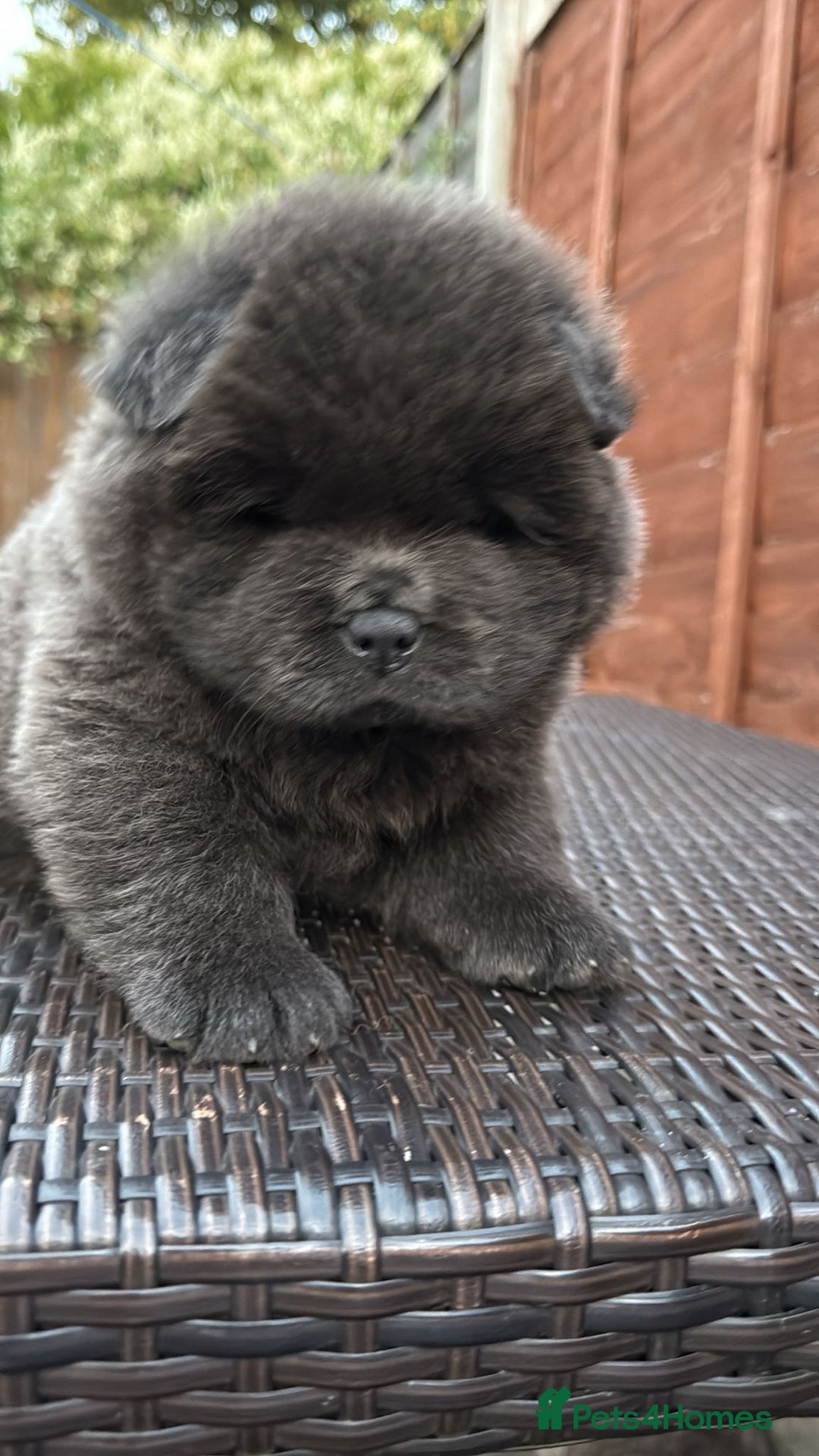 Chow Chow dogs for sale: 💫Stunning Chows Available 🥰❤️ - Image 27