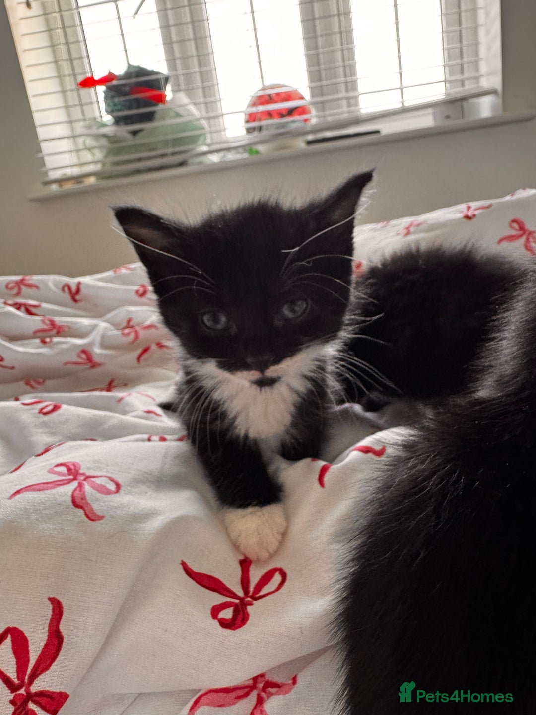 Domestic Shorthair cats for sale: 5x kittens  - Image 7
