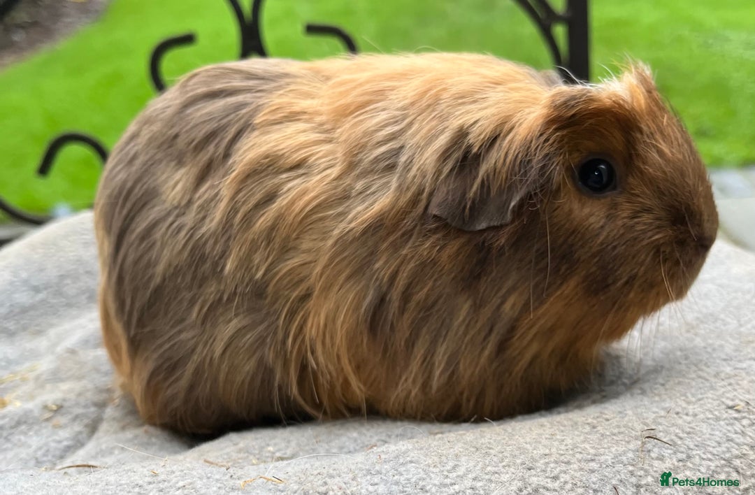 Guinea Pig rodents for sale: Female guinea pigs.  - Advert 2