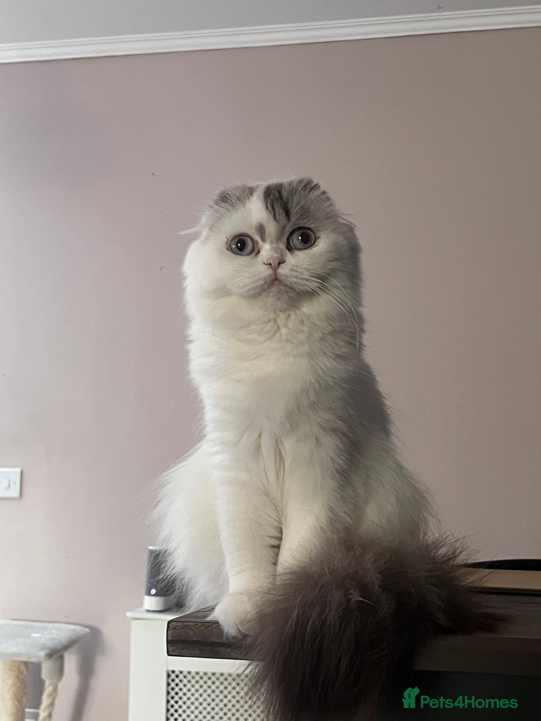 Scottish Fold cats for sale: Scottish - Advert 10