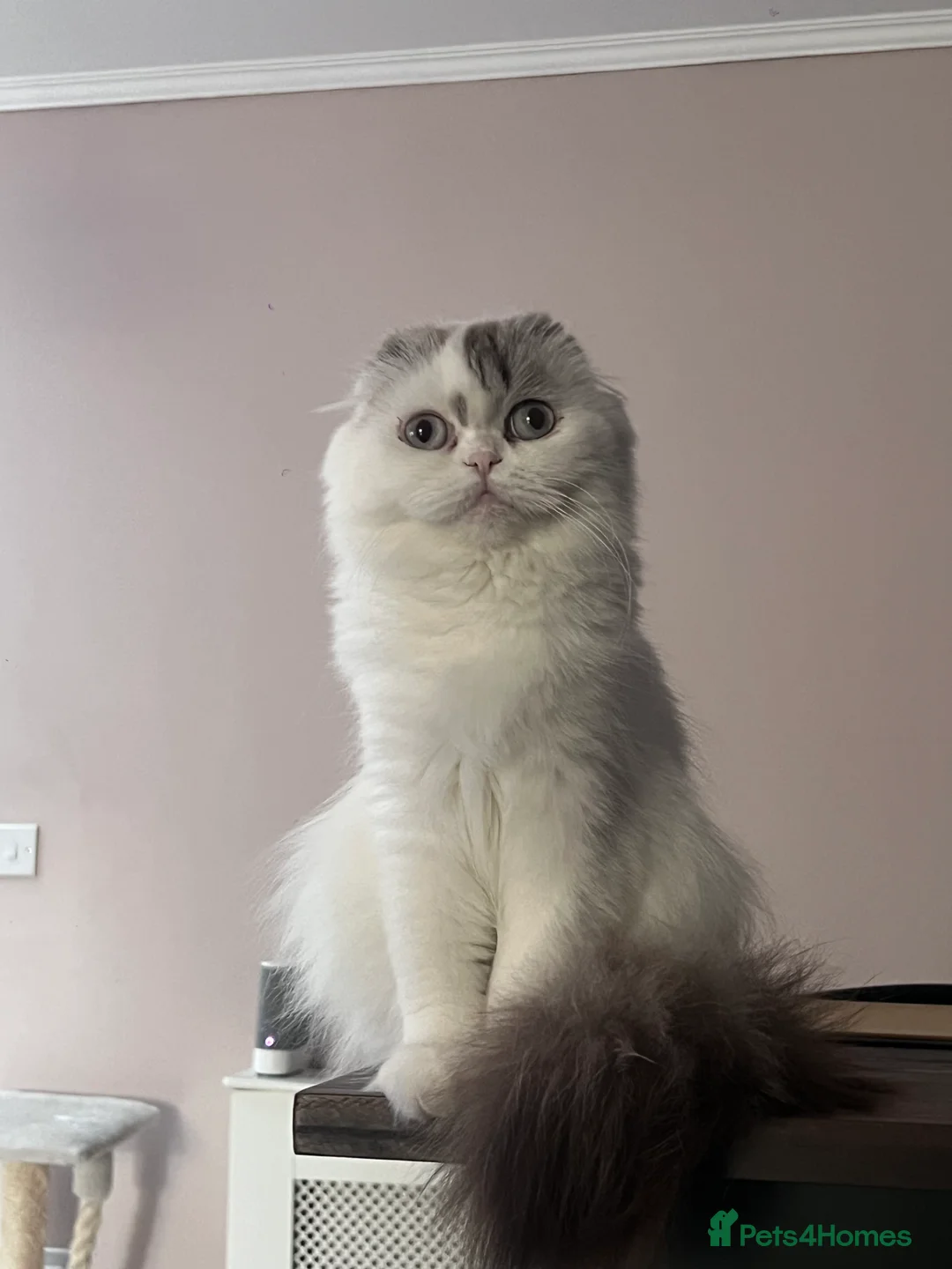 Scottish Fold cats for sale: Pedigree Scottish fold - Advert 4