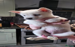 Mixed Breed dogs for sale: Two adorable male Chowski pups for sale - Advert 5