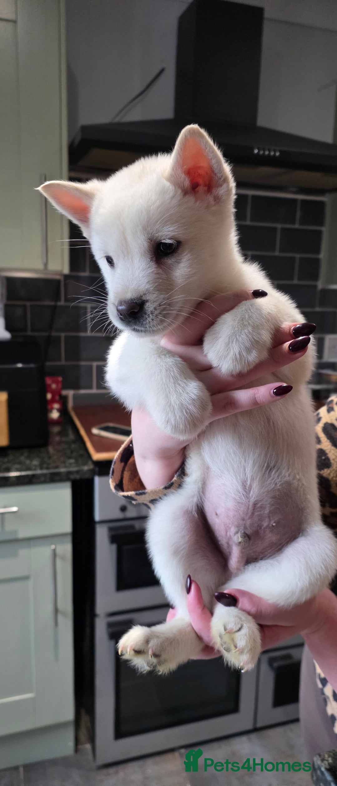 Mixed Breed dogs for sale: Two adorable male Chowski pups for sale - Advert 5