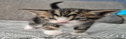 Mixed Breed cats for sale: Beautiful kittens  - Advert 8