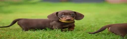 Miniature Dachshund dogs for sale: Miniature dachshund  - Advert 4