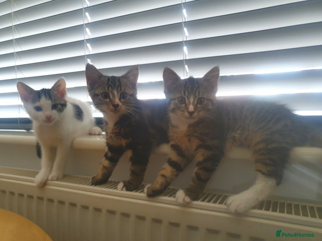 Mixed Breed cats for sale: The three musketeers are looking for new homes - Image 15