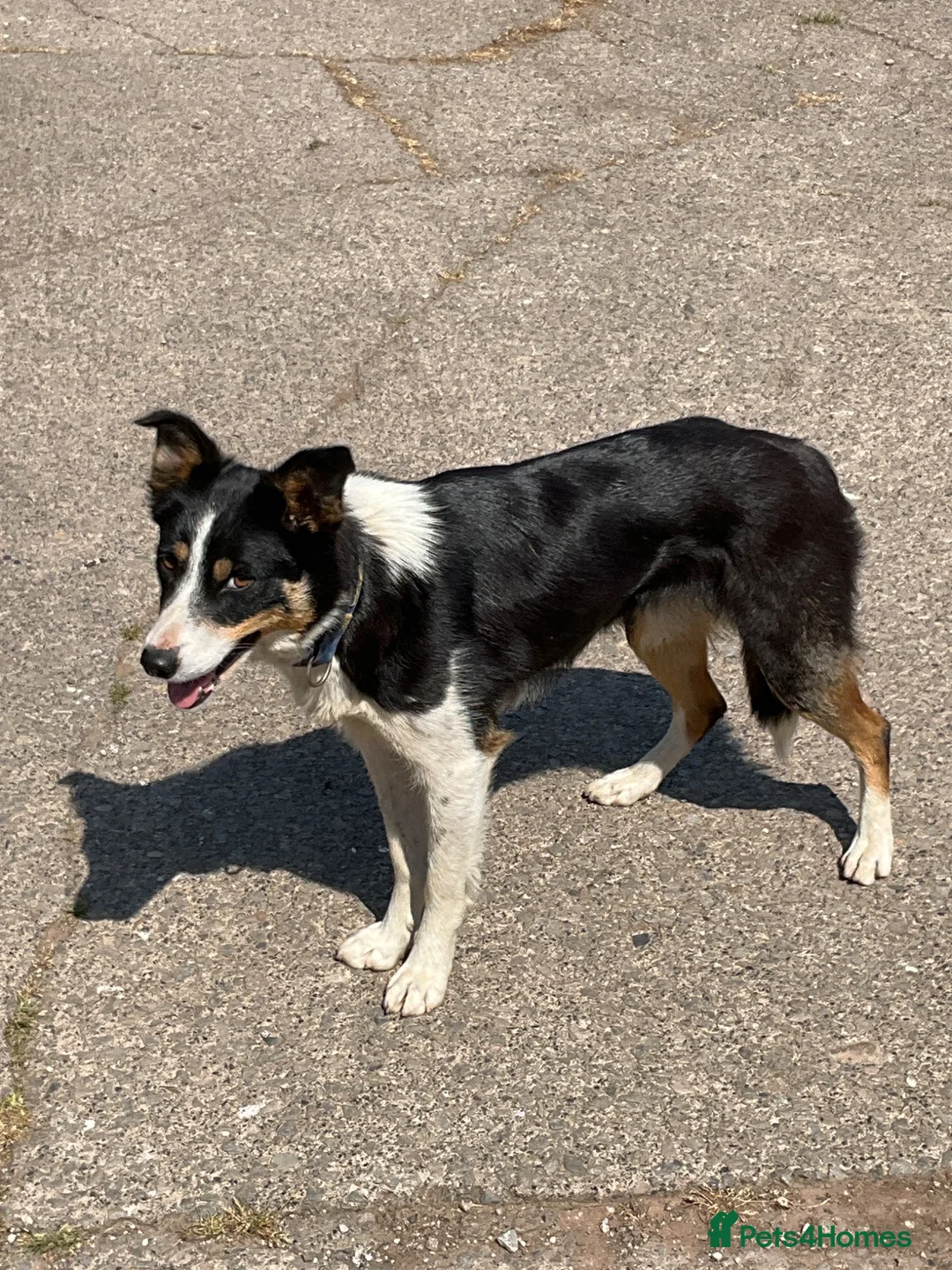 Border Collie dogs for sale: Holly  in Penrith - Advert 2
