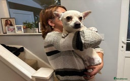 Chihuahua dogs for adoption: 🐾  BARRY - Friendly, Energetic Chihuahua Boy - Image 1