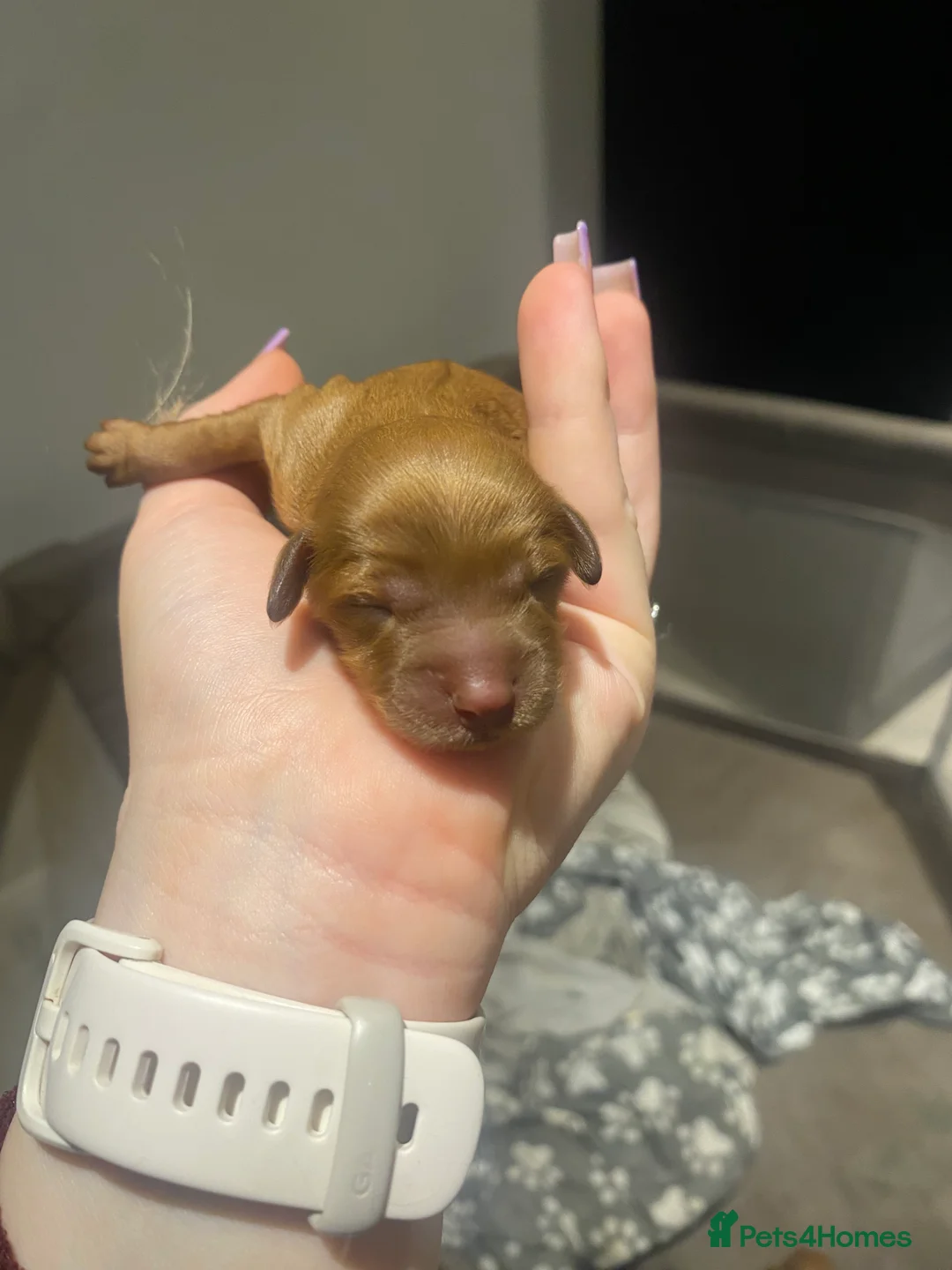 Cockapoo dogs for sale: Beautiful miniature F1B cockapoo  - Advert 10