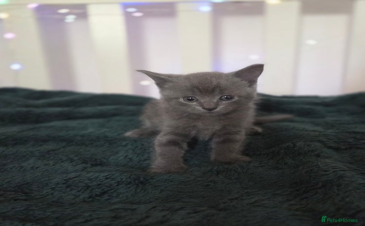 British Shorthair cats - Advert 2