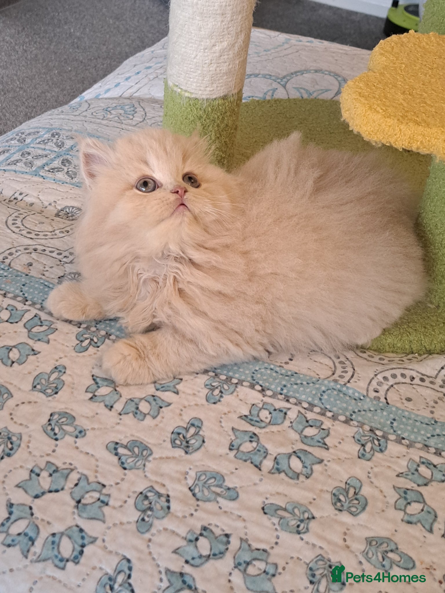British Longhair cats for sale: Top Quality purebred BLH Kittend - Advert 10