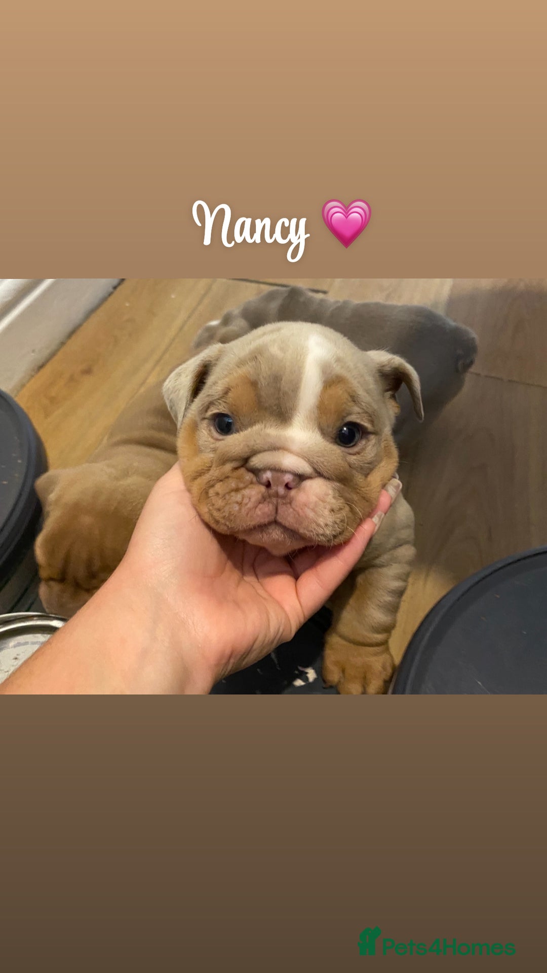 English Bulldog dogs for sale: English bulldog puppies  - Image 17