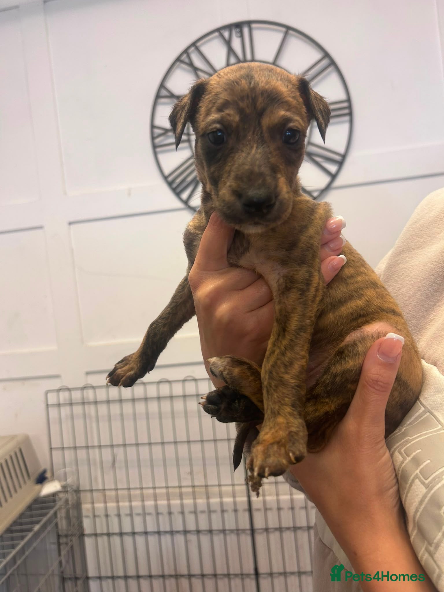 Lurcher dogs Lurcher pups  - Advert 2