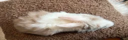 Lionhead rabbits for sale: Lionhead babies in Hereford - Advert 6