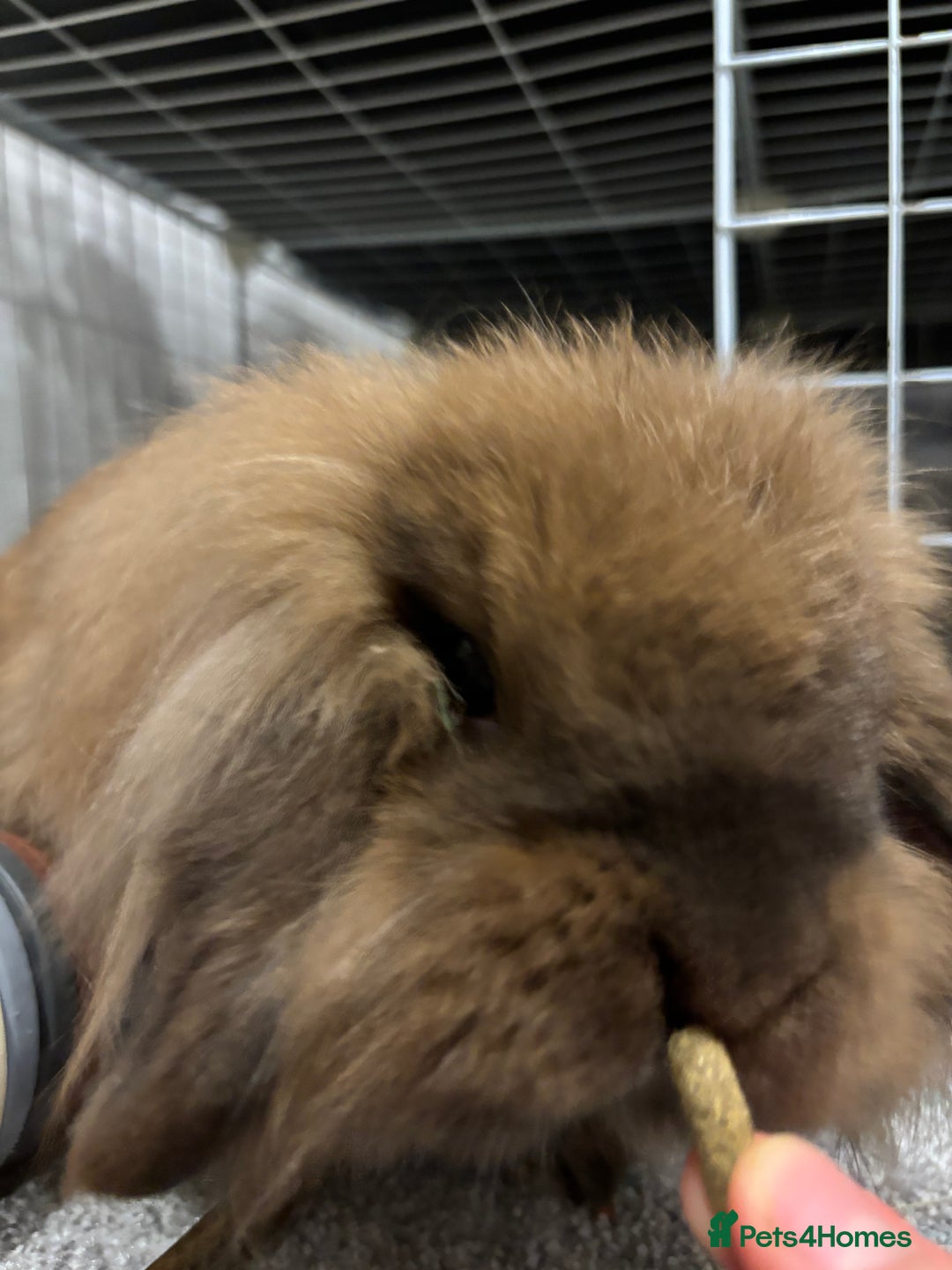 Lionhead rabbits for sale: PUMPKIN⭐️ - Advert 3