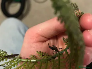 Praying Mantis invertebrates Ghost mantis Phyllocrania paradoxa - Advert 2