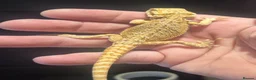 Bearded Dragon reptiles for sale: 2 baby bearded dragons and set up - Advert 3