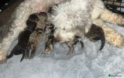 Cockapoo dogs for sale: Beautiful cockapoos looking for forever homes - Image 7