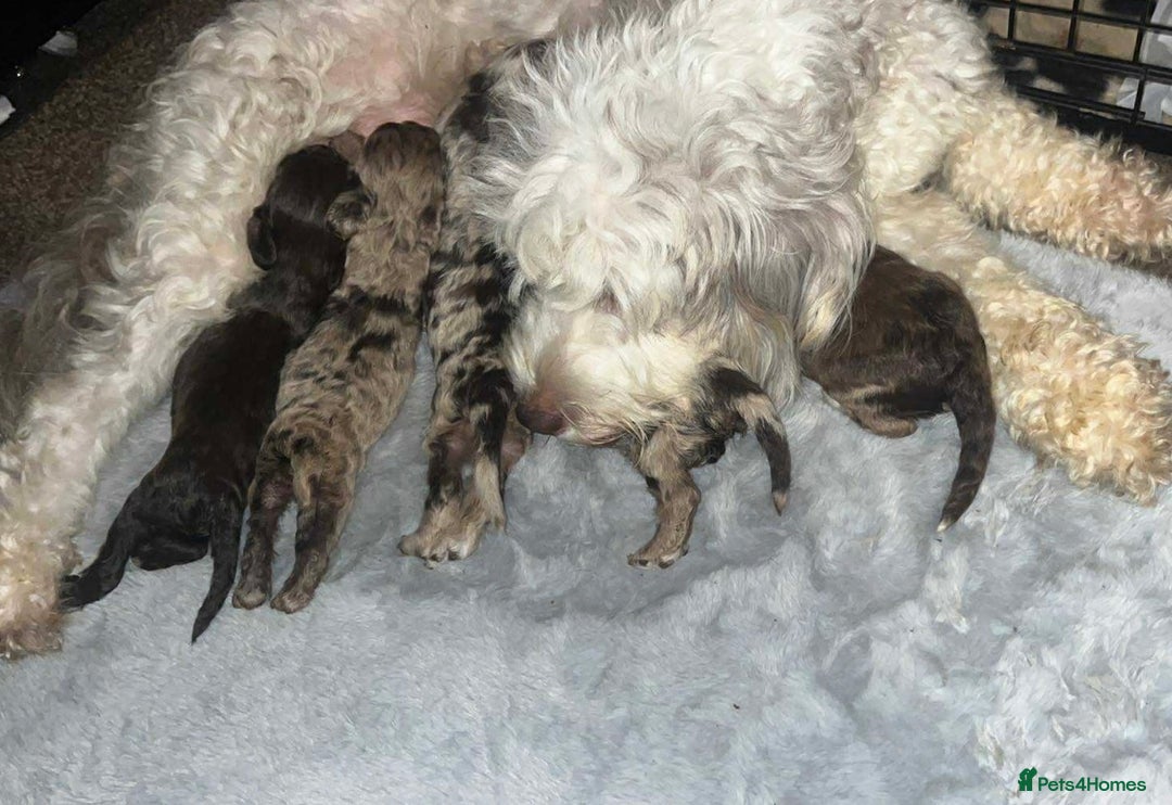Cockapoo dogs for sale: Beautiful cockapoos looking for forever homes - Image 7