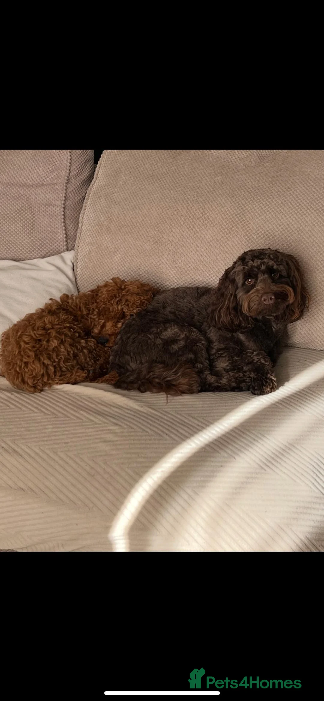 Cockapoo dogs for sale: Beautiful litter of f2 Cockapoo's in Weston-super-Mare - Advert 12
