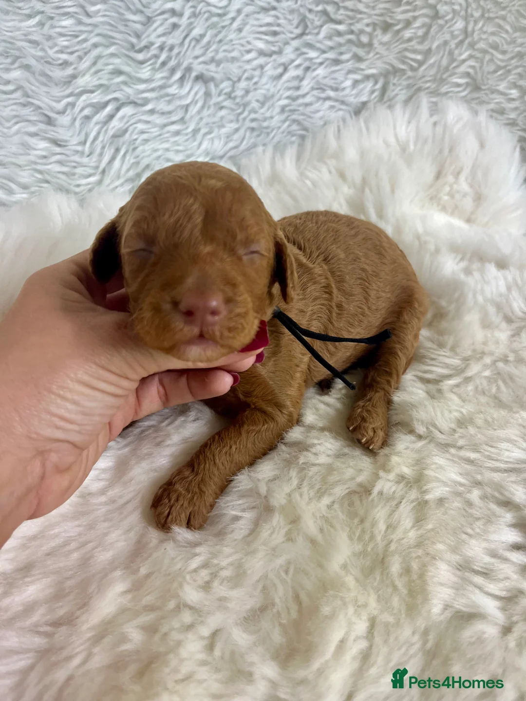 Goldendoodle dogs for sale: Top quality, health tested multiGen Double Doodles - Advert 2