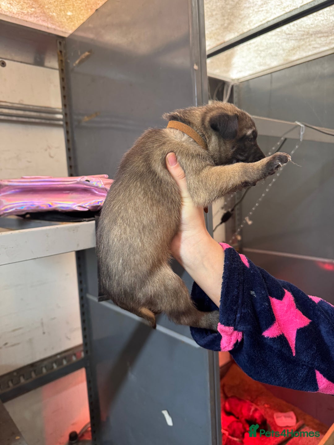 Belgian Shepherd Dog dogs for sale: 10 gorgeous Belgian Malinois pups - Advert 20