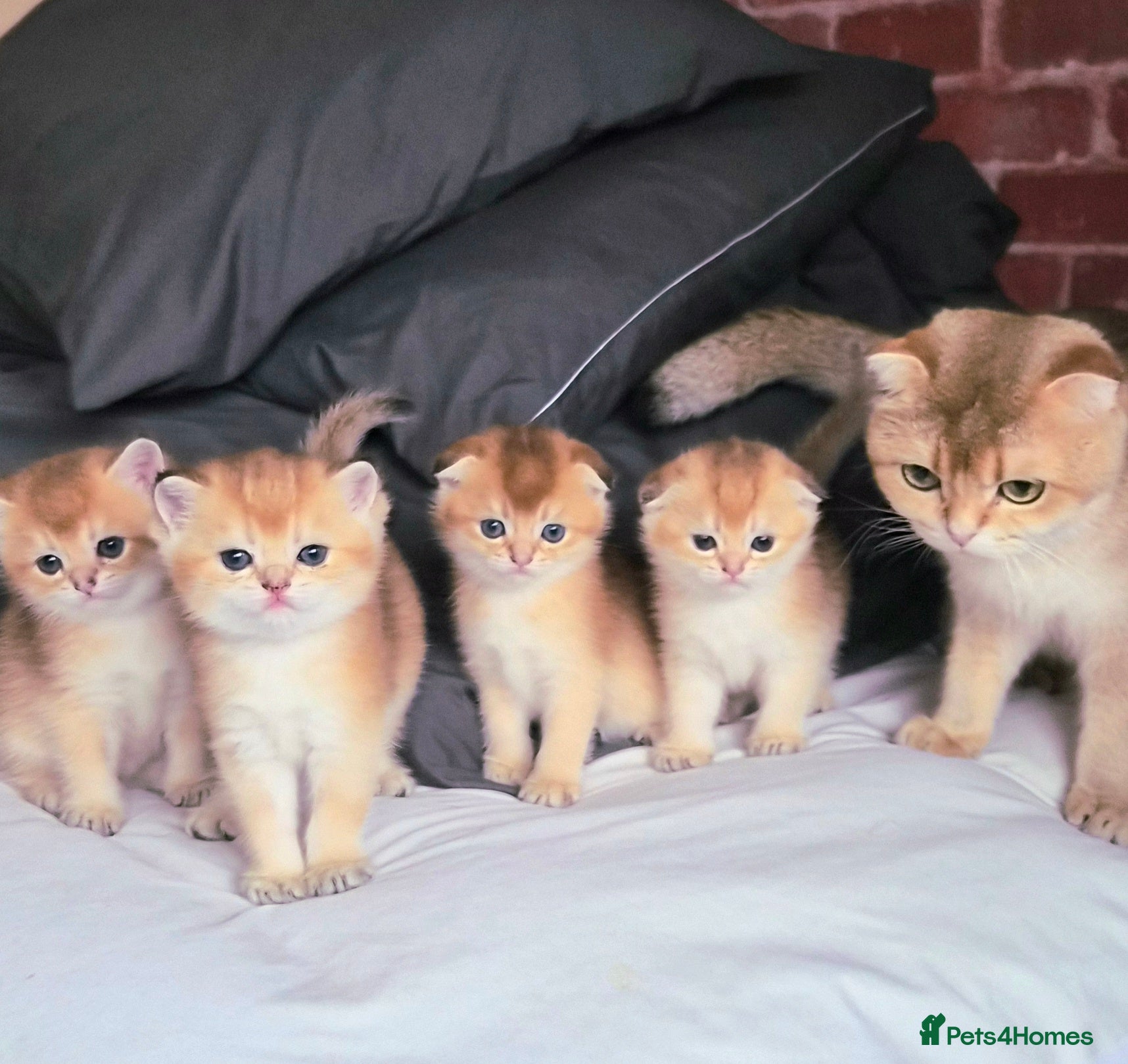 Scottish Fold cats Pedigree Golden shaded Scottish kittens - Advert 4