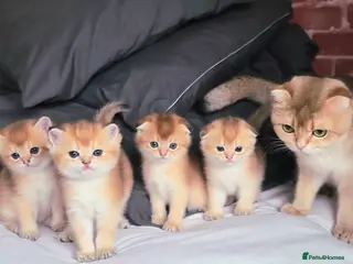 Scottish Fold cats Pedigree Golden shaded Scottish kittens - Advert 4