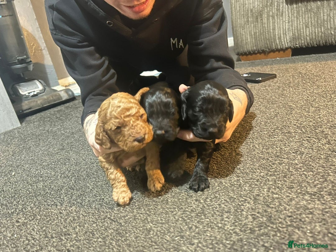 Cockapoo dogs for sale: COCKAPOO PUPS FOR RESERVE - Advert 4