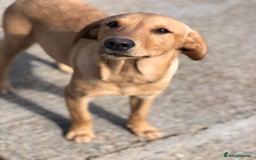 Labrador Retriever dogs for sale: Foxred/Yellow Labradors 5* Licensed Breeder in Catterick Garrison - Image 2