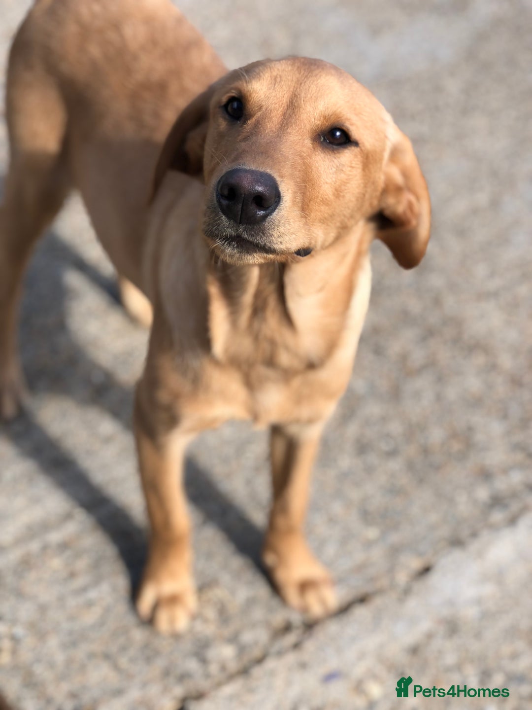 Labrador Retriever dogs for sale: Foxred/Yellow Labradors 5* Licensed Breeder in Catterick Garrison - Image 2