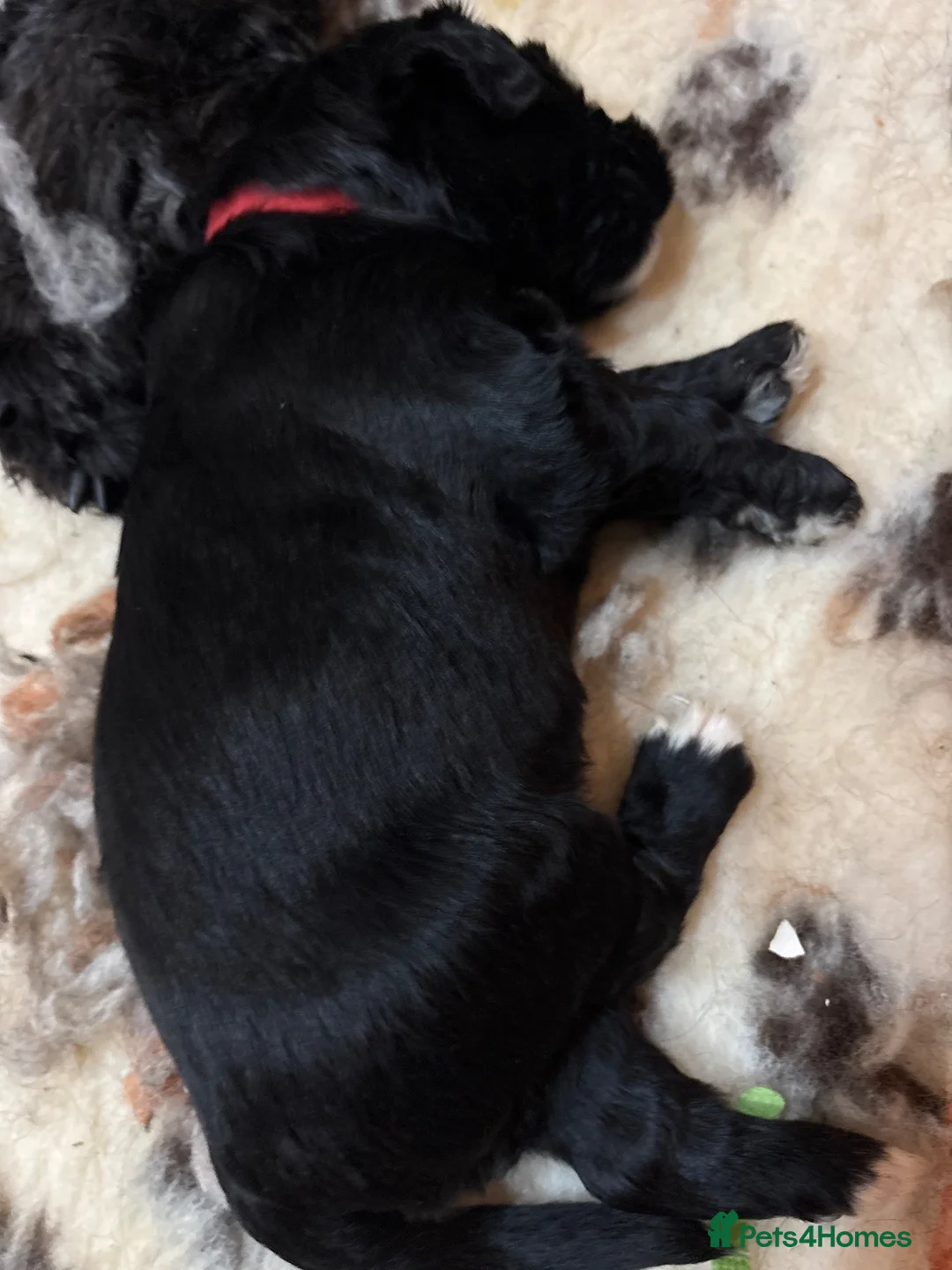 Bernedoodle dogs for sale: Stunning standard Bernedoodles  in Alfreton - Advert 6